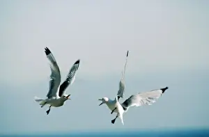 Wildlife Birds Photography Stampe: Kittiwakes
