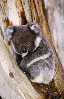 Stampe di JP F 12861 Koala - albero Australia Phascolarctos cinereus Giuseppe Paolo Ferrari Si prega di notare che le stampe sono destinati solo a scopi di visualizzazione personale e non possono essere Phascolarctidae Stampe: Koala - nell'albero