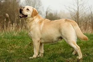 Ardea Wildlife Pets Environment Art Stampe: Labrador