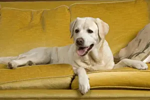 Unique Pet Photography Art Stampe: Labrador - lying on sofa