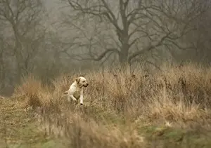 Labrador Breed Pictures Stampe: Labrador - running