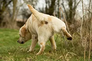 Jean Michel Labat Artwork Prints Stampe: Labrador - urinating