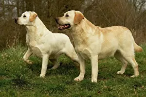 Unique Pet Photography Images Stampe: Labradors