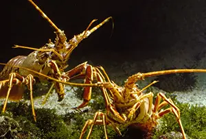 European Seafood Stampe: Langoustines