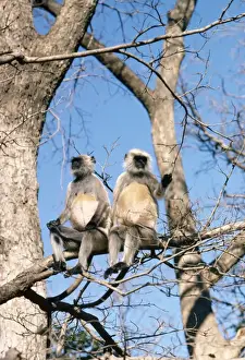 Unique Wildlife Photography Stampe: Langur Monkey - x2 in tree
