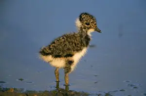 Vanellus Vanellus Images Stampe: Lapwing - chick