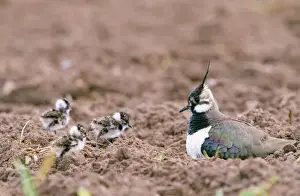 Nature Photography For Sale Stampe: Lapwing - with young