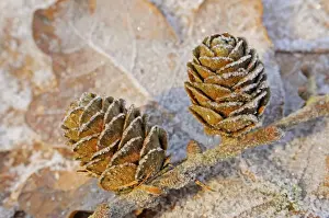 Larch Cones Stampe: Larch Cones