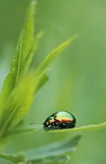 Leaf Beetle Germany Stampe: Leaf Beetle