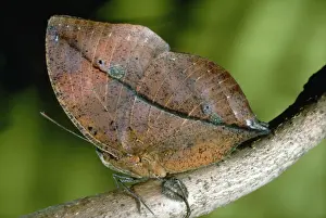 Butterfly Mimicry And Deception Stampe: Leaf Butterfly