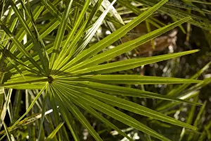Palm Tree Leaves Stampe: Leaf of cabbage palm