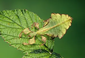 Exotic Pets For Sale Stampe: Leaf Insect