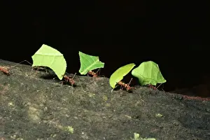 Leafcutter Ants Stampe: LeafcutterAnt