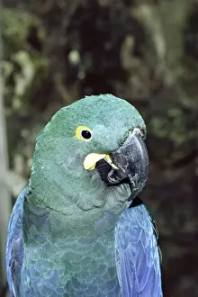 Wildlife Conservation Images Stampe: Lears Macaw