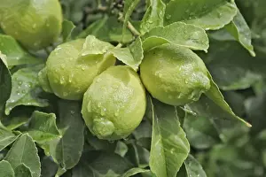 Lemon Tree Stampe: Lemons growing on tree