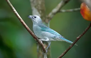 Tropical Birds Images Stampe: Leontopithecus chrysomelas