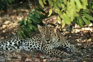 Wildlife Prints Personal Use Only Stampe: Leopard