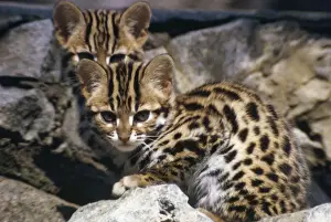 Wildlife Artwork For Sale Stampe: Leopard Cat