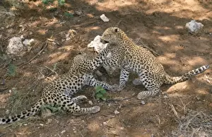 Personal Use Prints Only Stampe: Leopard - cubs playing