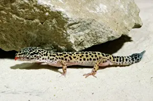 Rettili Stampe: Gecko del leopardo