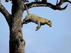 Unique Animal Photography Prints Stampe: Leopard - jumping from tree
