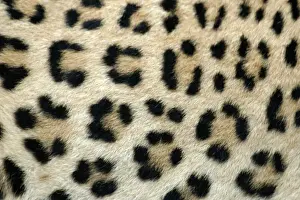 Stampe di Leopardo WAT-8073 - prossima di una foto della pelliccia Namibie Leopardo Stampe: Leopardo del Namibia