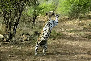 Stampe di Leopardo WAT-8107 - sulle zampe a quattro zampe Namibia, Africa Panthera pardus M Immagini datate 2003: Leopardo della Namibia