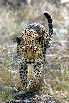 Leopardo della Namibia