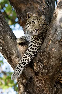 Stampe di Leopardo ASW-4864 - riposo nel ramo di un albero. Letaba, Parco Nazionale Kruger, Sudafrica. Panthera pardus Alan J. S Leopardo Stampe: Il leopardo si riposa nella biforcazione di un albero