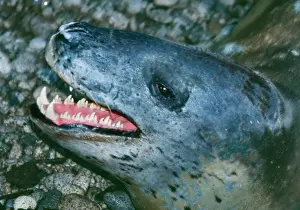 Wildlife Photography Prints Stampe: Leopard Seal
