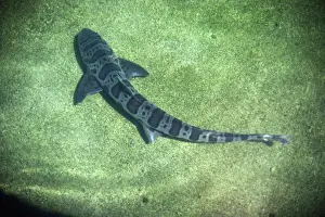 Shark Conservation Images Stampe: Leopard Shark