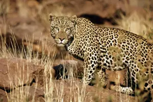 Leopard Namibia Stampe: Leopards - Namibia