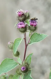 Nature Prints For Home Decor Stampe: Lesser Burdock