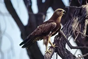 Personal Use Only Prints Stampe: Lesser Spotted Eagle