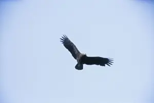 Wildlife Raptors Images Stampe: Lesser Spotted Eagle - in flight