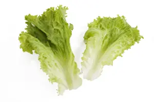 Lettuce Photography Stampe: Lettuce - in studio