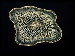 Light Microscope Images Stampe: Light Micrograph (LM): A transverse section of a stem of Whisk Fern (Psilotum nudum); Magnification x18 (on 10)