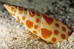 Great Barrier Reef Marine Park Stampe: Like many other predatory snails