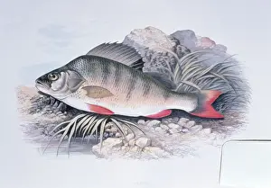 Wildlife Prints Stampe: Lithograph - of Perch