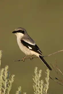 Jim Zipp Wildlife Photography Stampe: Loggerhead shrike