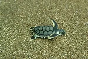 Rettili Stampe: Tortuga testuggine - Nascita di un giovane che va al mare a Mon Repos Beach in Bundaberg nel Queensland in Australia