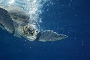 Immagini Correlate Stampe: Tortuga di testa d'aquila - La tortuga di testa d'aquila circondata dalle sue proprie bolle che scende sotto l'acqua