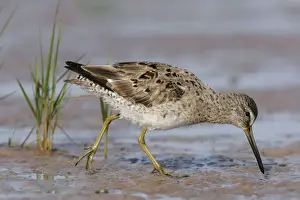 Jim Zipp Wildlife Photography Stampe: Long-billed Dowitcher