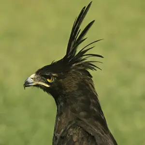 Peter Steyn Photography Stampe: Long-crested Hawk Eagle