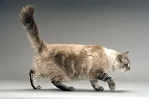 Indoor Pet Animals Stampe: Long-haired Cat - in studio