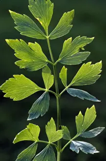 Lovage Herb Stampe: Lovage