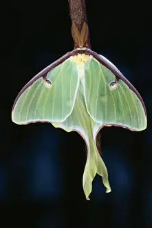 North American Insects Stampe: Luna Moth