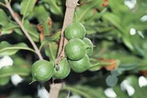 Close Up Nuts Stampe: Macadamia Tree - close-up of nuts