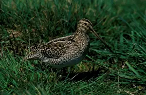Ardea Wildlife Pets Environment Prints Stampe: Magellan snipe