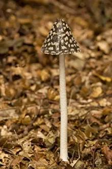 Fungi In Nature Photography Stampe: The Magpie